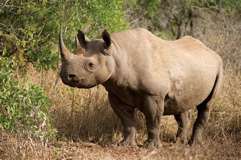 black rhinoceros | Description, Population, Habitat, & Facts | Britannica