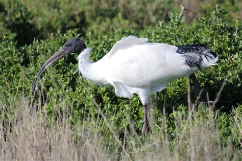 Phillip Island Birdwatching Paradise | Phillips island, Island, Bird ...