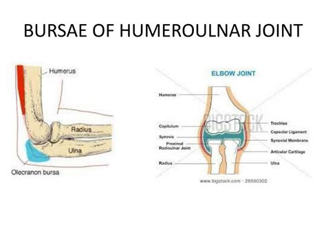 PPT - HUMEROULNAR JOINT ( COMMONLY KNOWN AS THE ELBOW JOINT) PowerPoint Presentation - ID:2172076