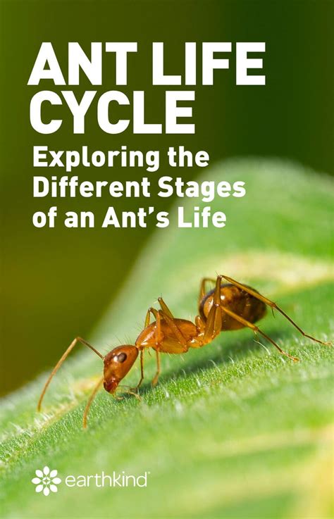 How Long Do Ants Live? The Life Cycle of an Ant | EarthKind