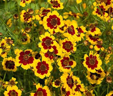 Coreopsis Plains Coreopsis Tinctoria Seeds