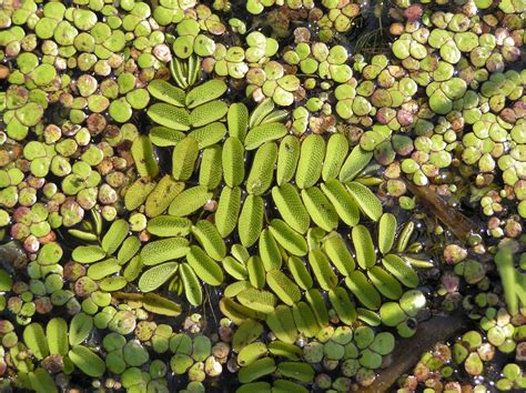 Salvinia natans (L.) All. | Plants of the World Online | Kew Science