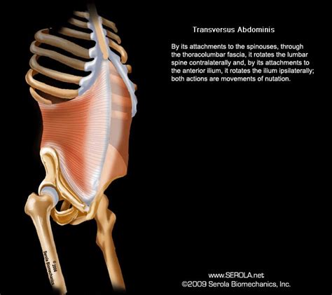 Transversus Abdominis | Sacroiliac Joint