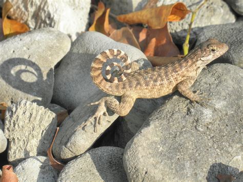 20 Years in the Bahamas - Anole Annals