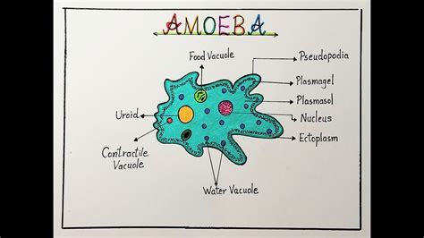 How to draw and label Amoeba diagram step by step l Amoeba labeled science diagram drawing - YouTube