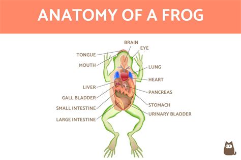 Frog Gallbladder Diagram