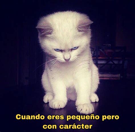 El Gato Meme Template