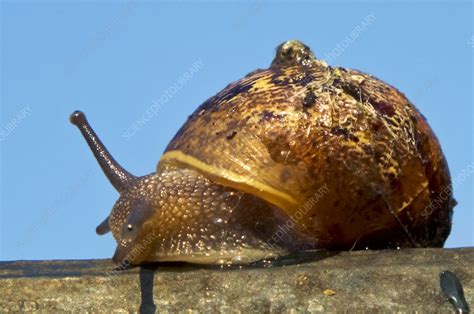 Garden snail - Stock Image - C015/7086 - Science Photo Library