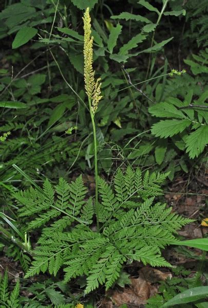 Botrychium virginianum (Common Grape Fern, Rattlesnake Fern) | North Carolina Extension Gardener ...