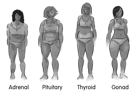 Adrenal Body Type