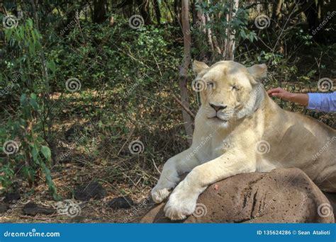 Lion Needs Tender, Loving, Care. on a Lion Walk in Mauritius Wildlife Park Stock Photo - Image ...