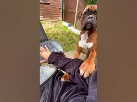 Funny boxer dog - YouTube