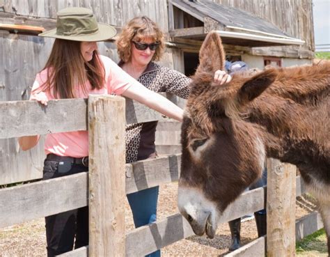 Visit Us - The Donkey Sanctuary of Canada