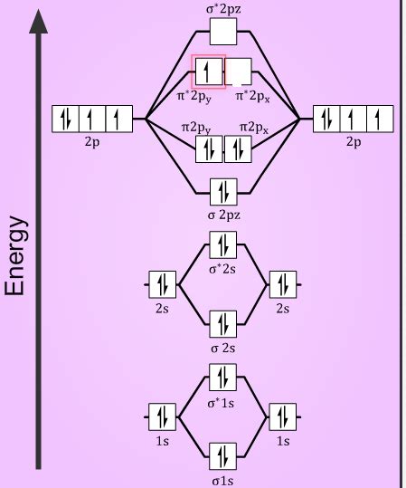 More stable among O2+ and O2- - Home Work Help - Learn CBSE Forum