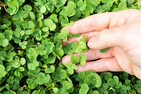 How to Plant a Clover Lawn