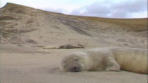 Proposal to Kill and Incinerate 80% of Sable Island Seals – Elizabeth Ely