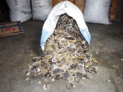 5 tons of frozen pangolin and 96 live pangolins discovered in Indonesia - Africa Geographic