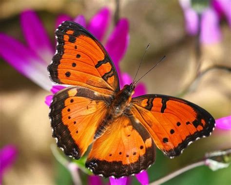 Orange Butterfly Wallpaper