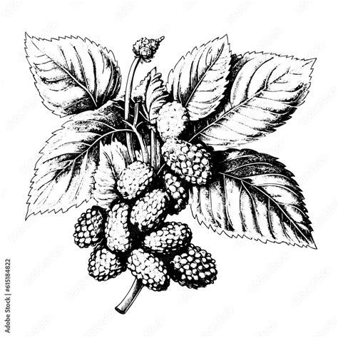 mulberry vector drawing. Isolated hand drawn, engraved style ...