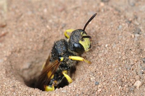 Solitary wasp - Cerceris rybyensis agrilus.blogspot.co.uk | Flickr