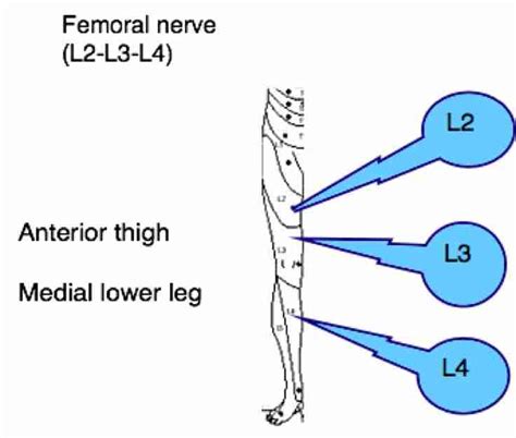 Femoral Nerve and its relevance to chiropractic practice.