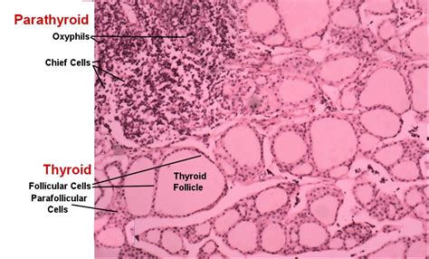 thyroid gland histology.