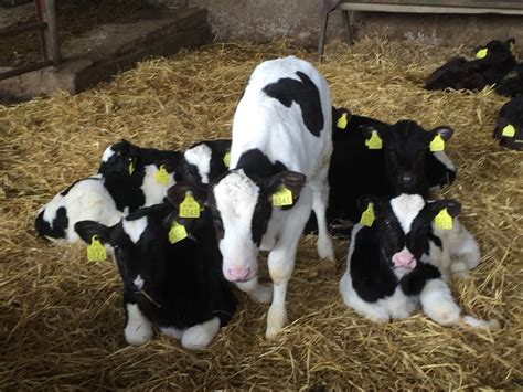 Calf trade: 250 calves presented for sale on Monday at Bandon Mart ...