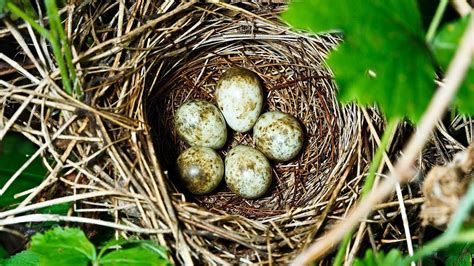 Birds Laying Eggs – Telegraph