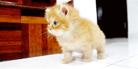 cute fluffy kitten meow gifs | WiffleGif