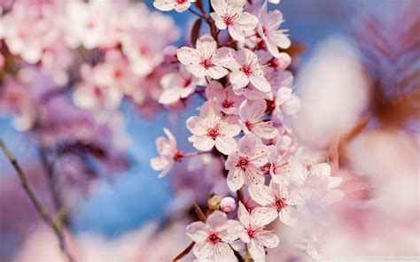 Cherry Blossom - Flowers