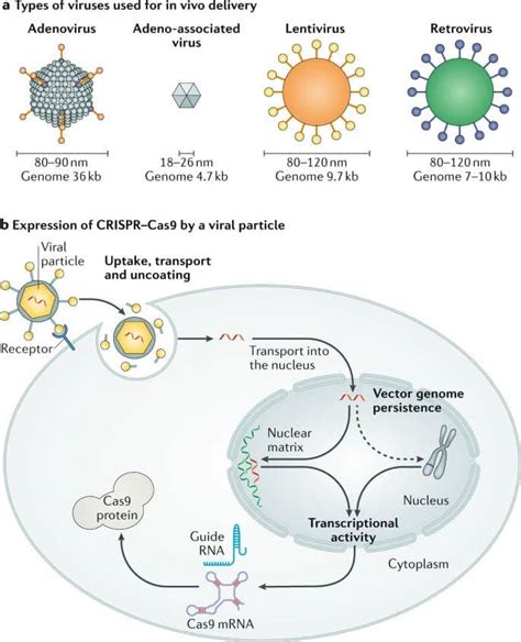 Delivery of CRISPR-Cas9: Cargo, Vehicles, Challenges, and More