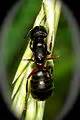 Ants Learn Taxonomy Ants' Taxonomy Arthropoda Hymenoptera Formicidae Insect Behaviors Formicidae ...