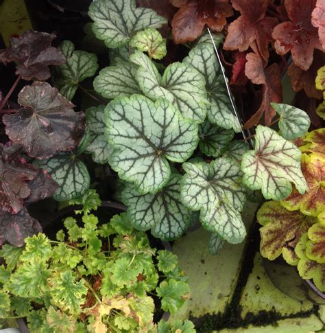 Heuchera assorted varieties | Plant leaves, Heuchera, Plants