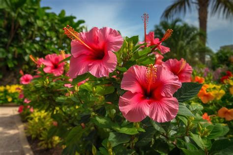 Hibiscus Flower Meaning, Symbolism & Spiritual Significance - Foliage Friend - Learn About ...