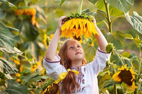 Ukraine Exported a Historical Maximum of Sunflower Seeds