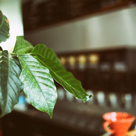 Coffee Leaf Tea: Origins and Benefits — Rosie Loves Tea