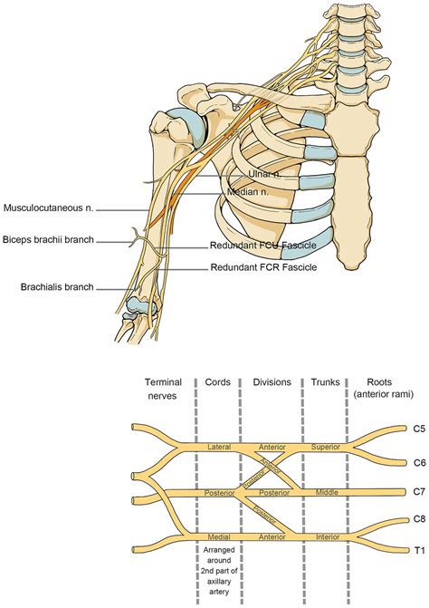 Frontiers | Review of rehabilitation protocols for brachial plexus injury