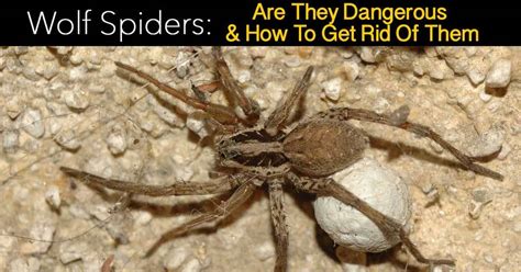 Are Wolf Spiders Poisonous? | How To Get Rid Of Them