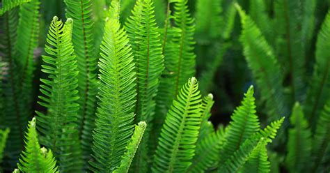 Where Do Ferns Grow Outside: Exploring Their Natural Habitat