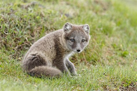 Young playful arctic fox cub 2854520 Stock Photo at Vecteezy