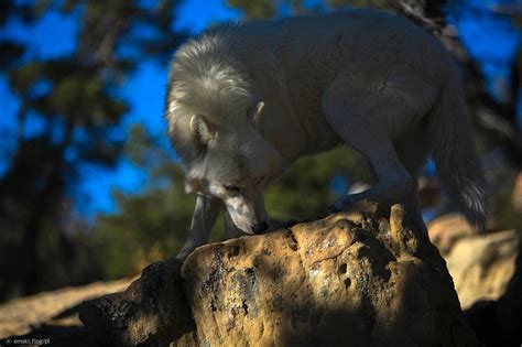 Polar Wolf New Mexico, Wild Spirit Wolf Sanctuary - Fotoblog emski.flog.pl