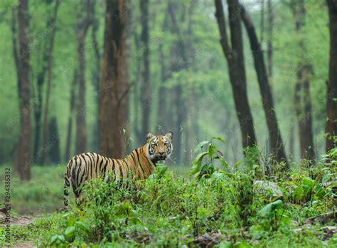 Tiger in a green forest at Tadoba Andhari Tiger Reserve,Maharashtra ...