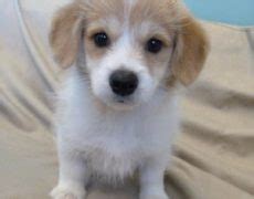 Corgipoo (Corgi X Poodle Mix) Info, Temperament, Training, Puppies, Pictures