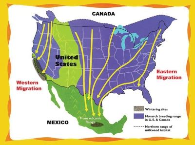 Monarch Butterfly Migration Map » Platte-Clay Electric Cooperative