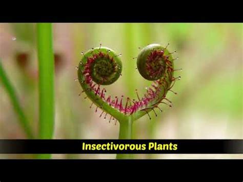 Heterotrophic Plants | Saprophytic | Parasitic | Insectivorous plants ...