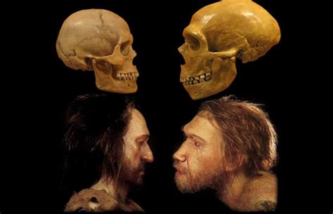 Diferencias prehistóricas entre neandertales y sapiens. La hibridación de dos especies humanas ...