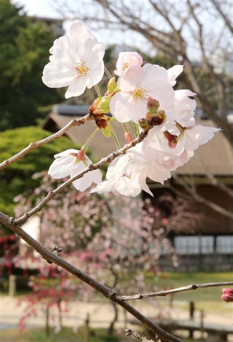 Hiroshima cherry blossom season officially starts | Get Hiroshima