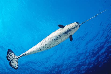 Male Narwhal Photograph by Dave Fleetham - Printscapes - Fine Art America