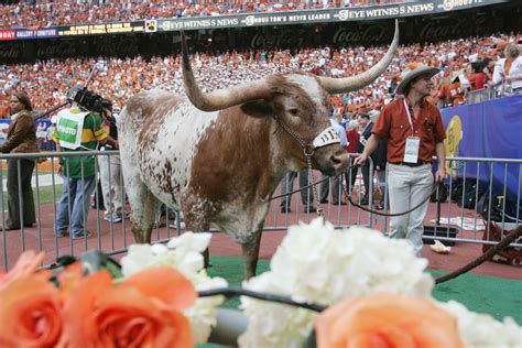 Texas Longhorn Mascot Bevo XIV Dead: 5 Fast Facts | Heavy.com