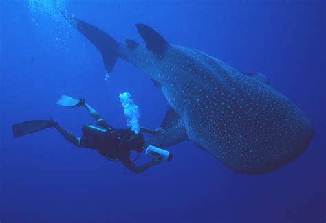 BRIDGE OF THE CONTINENT : UTILA, SCUBA DIVE!!!